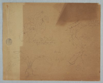 Botanical Sketches, possibly Coleus, Pandi, Colombia, July 1853 by Frederic Edwin Church
